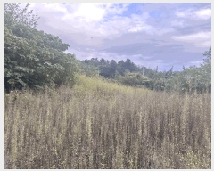  2025Ÿ��99 ���� ���ﱺ ȸ���� �Ż� 75      ����(��1)���