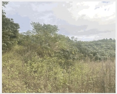  2025Ÿ��99 ���� ���ﱺ ȸ���� �Ż� 75      ����(��1)���