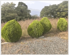  2025Ÿ��99 ���� ���ﱺ ȸ���� �Ż� 75      ����(��1)���