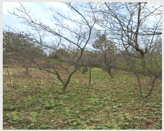  2025Ÿ��5234 ���� ���ﱺ �嵿�� �ϱ��� 483      ����(��)���