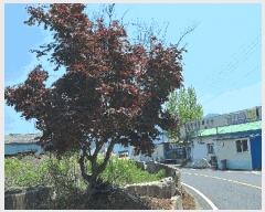  2025Ÿ��5237  ���������