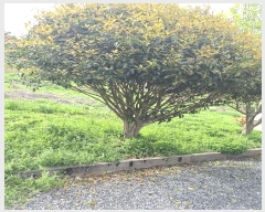  2025Ÿ��5245 ���� ���ﱺ ������ �ܵ��� 441-2      ���ð��