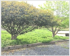  2025Ÿ��5245 ���� ���ﱺ ������ �ܵ��� 441-2      ���ð��