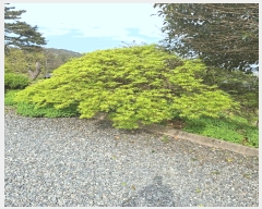  2025Ÿ��5245 ���� ���ﱺ ������ �ܵ��� 441-2      ���ð��