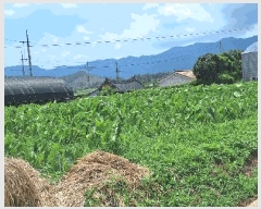  2025Ÿ��5288  �����