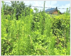  2025Ÿ��5288  �����