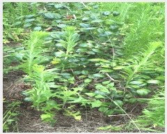  2025Ÿ��5288  �����