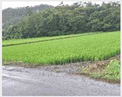  2025Ÿ��5294 ���� ���ﱺ ���� ������ 8-2      ����(��)���