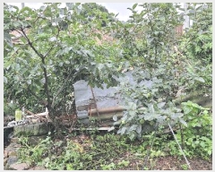  2025Ÿ��5294  ���ð��