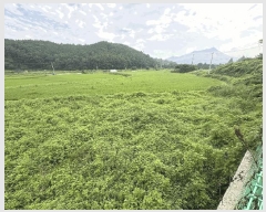  2025Ÿ��5306  ����