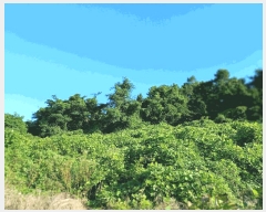  2025Ÿ��544 ���� ������ ������ �嵵�� 509-2      ����(��1)���