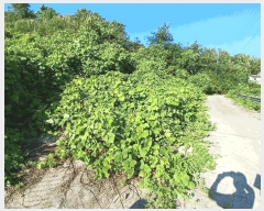  2025Ÿ��544 ���� ������ ������ �嵵�� 509-2      ����(��1)���