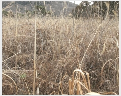  2025Ÿ51126  ﱺ ݻ  54-36      (1)