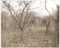  2025Ÿ51126  ﱺ ݻ  54-36      (1)