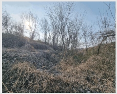  2025Ÿ51168    θ 290-13      (1)