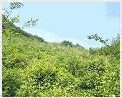  2025Ÿ��51529  �����