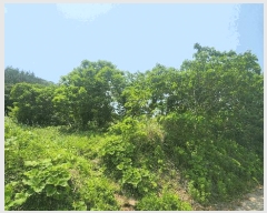  2025Ÿ��51529  �����