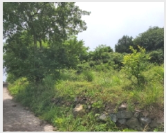  2025Ÿ��51529  �����