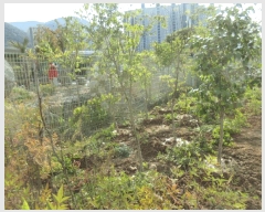  2025Ÿ��51667 ���� ����� ����� �űݸ� 1589-2      ����(����)���