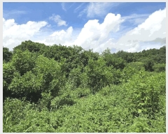  2025Ÿ��51871  �����