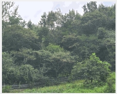  2025Ÿ��51961 ���� ��õ�� �ܼ��� ���ϸ� ��153      ����(�Ӿ�)���