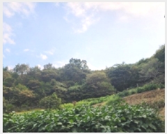  2025Ÿ��51961 ���� ��õ�� �ܼ��� ���ϸ� ��153      ����(�Ӿ�)���