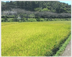  2025Ÿ��52058  �Ӿ߰��