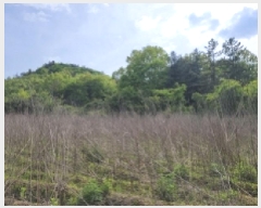  2025Ÿ��431 ���� ������ ��ġ�� ���긮 97-1      ����(��1)���