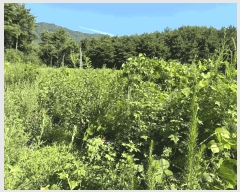  2025Ÿ��557  ����