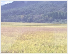  2025Ÿ��611  ����