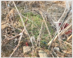  2025Ÿ��50930  �����