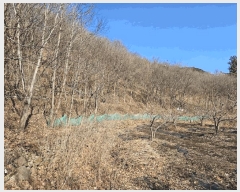  2025Ÿ50985    ġ 975      ()