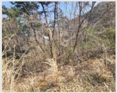  2025Ÿ��51187 ���� ������ ������ ��縮 1252-9      ����(��1)���