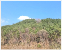  2025Ÿ��51217  �����