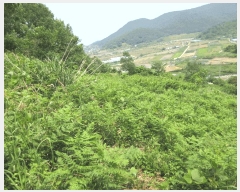  2025Ÿ51548   ȭ ̸ 228      (Ӿ)