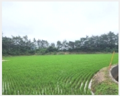  2025Ÿ��51572 ���� ���ﱺ �뼭�� �۰��� ��34      ����(�Ӿ�)���