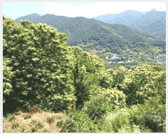  2025Ÿ��51590 ���� ����� �پи� ��õ�� 2490-1      ����(��)���