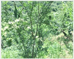  2025Ÿ��51590 ���� ����� �پи� ��õ�� 2490-1      ����(��)���