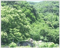  2025Ÿ��51590 ���� ����� �پи� ��õ�� 2490-1      ����(��)���