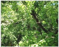  2025Ÿ��51590 ���� ����� �پи� ��õ�� 2490-1      ����(��)���