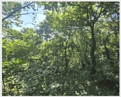  2025Ÿ��51668 ���� ����� ����� ���鸮 ��50      ����(�Ӿ�)���