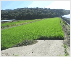  2025Ÿ��51818 ���� ������ ������ ĥ���� 1247-7      ����(��)���