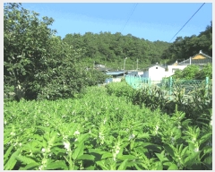  2025Ÿ��51818 ���� ������ ������ ĥ���� 1247-7      ����(��)���