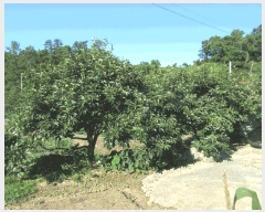  2025Ÿ��51818 ���� ������ ������ ĥ���� 1247-7      ����(��)���