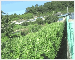  2025Ÿ��51818 ���� ������ ������ ĥ���� 1247-7      ����(��)���