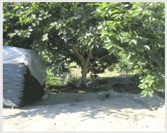  2025Ÿ��51818 ���� ������ ������ ĥ���� 1247-7      ����(��)���