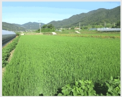  2025Ÿ��51818 ���� ������ ������ ĥ���� 1247-7      ����(��)���