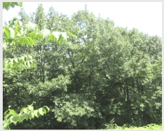  2025Ÿ��51914 ���� ���ʱ� ������ �ܰ ��257-4      ����(�Ӿ�)���