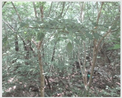  2025Ÿ��51914 ���� ���ʱ� ������ �ܰ ��257-4      ����(�Ӿ�)���