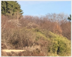  2025Ÿ336   Ȳ浿 1257       (1)